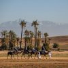 camel ride marrakech palm grove (Copier)