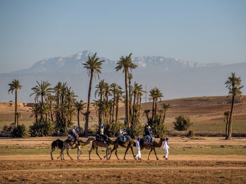 camel ride marrakech palm grove (Copier)