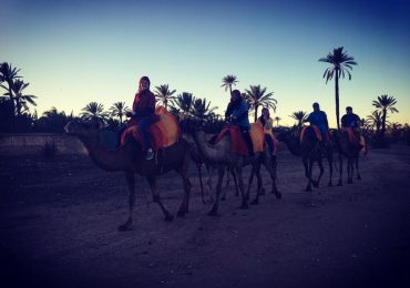 camel ride mrrakech palm grove