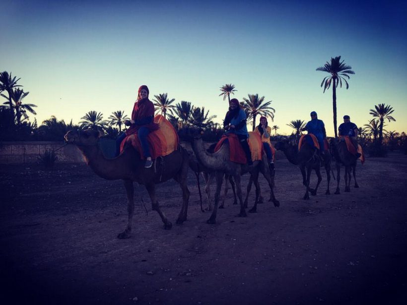 camel ride mrrakech palm grove